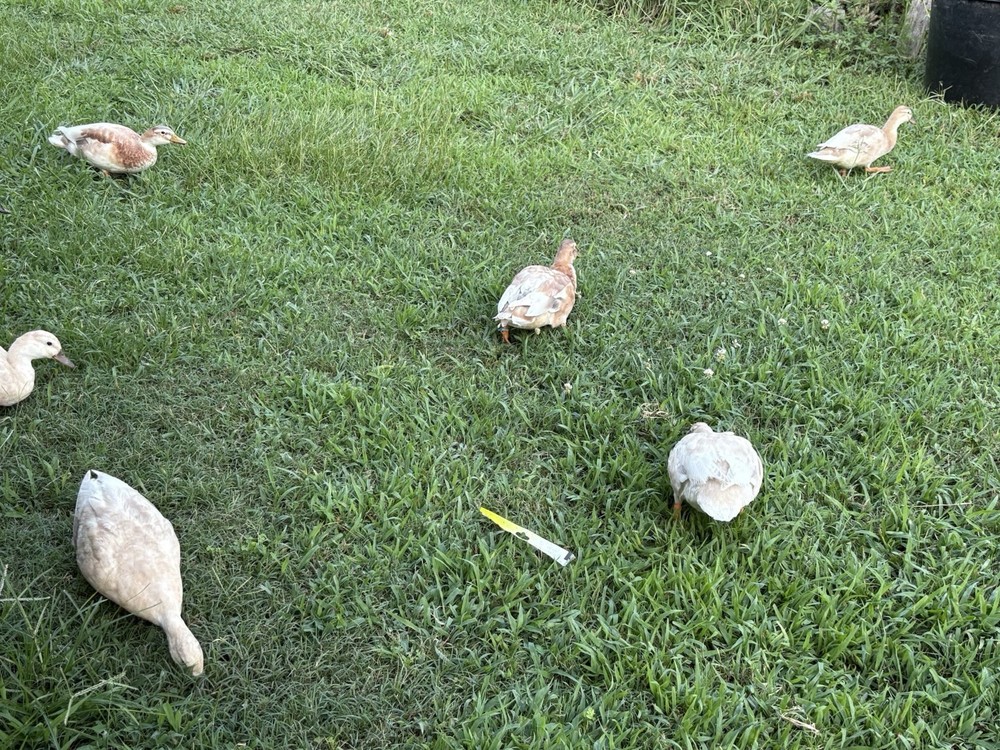 6 Pure Butterscotch Call duck hatching eggs