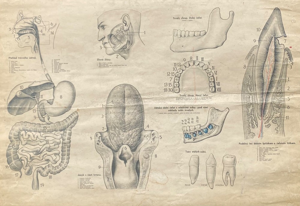 Original 1950s anatomical school chart human teeth & digestive system