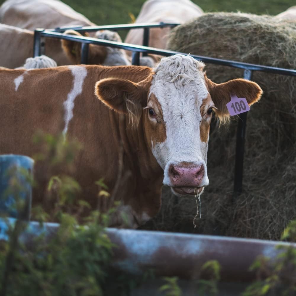 Purple Livestock Ear Tags Set