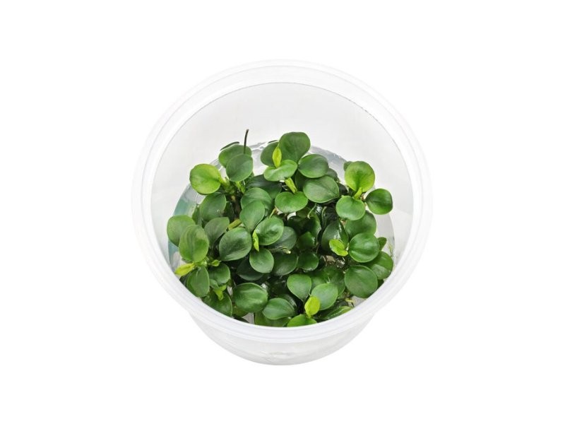Anubias Barteri Mini Coin Leaf