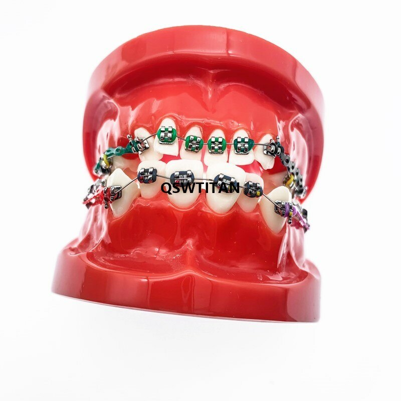 Dental teaching Orthodontic Model Dental Models For Teaching teeth model