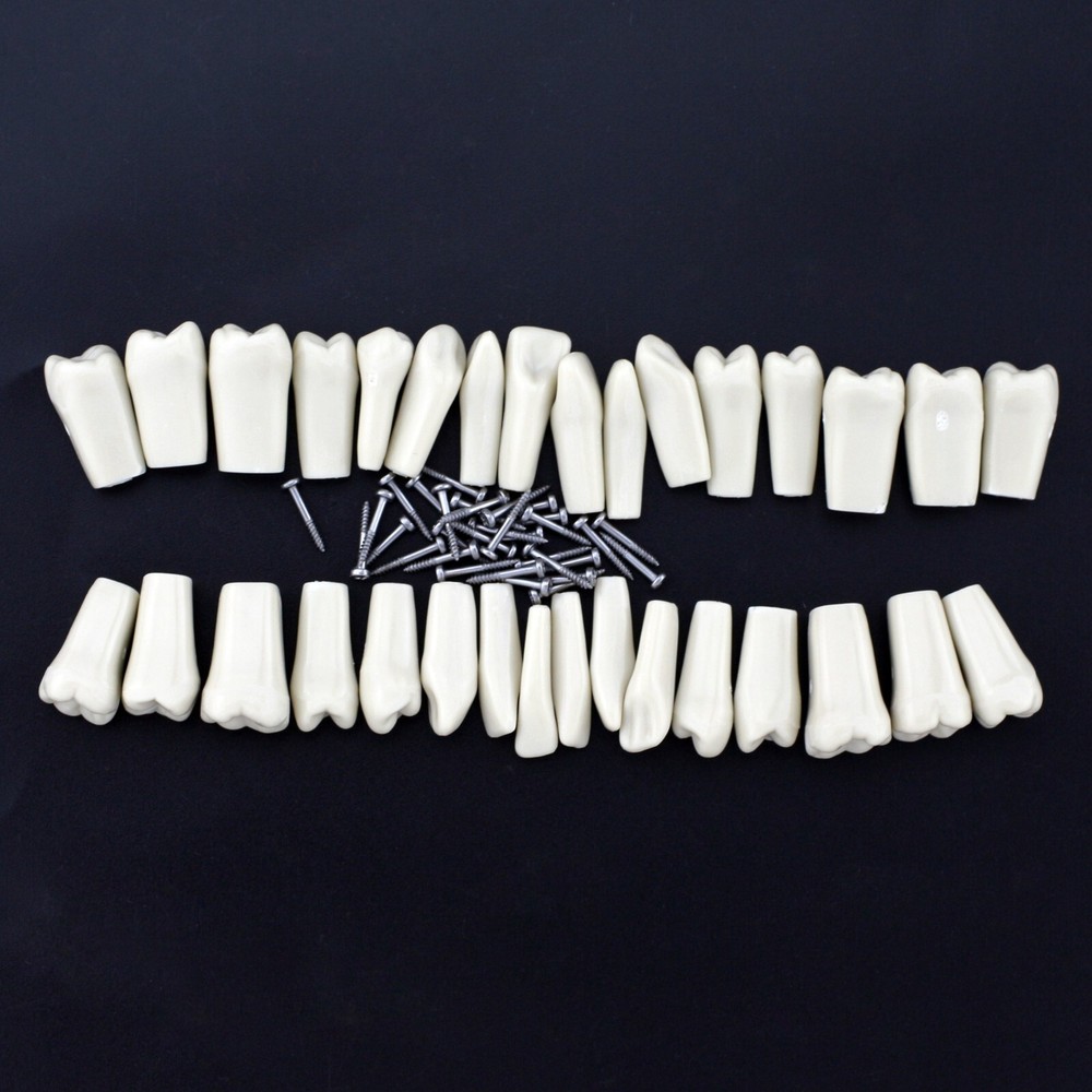 for Columbia 860 Dental Typodont Teeth 32pc Screw Replacement Dentoform Model
