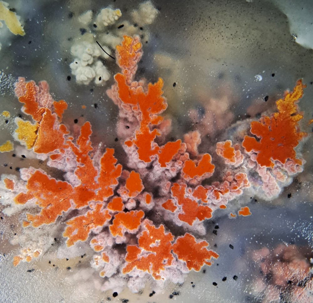 Priday Plume Agate Slab