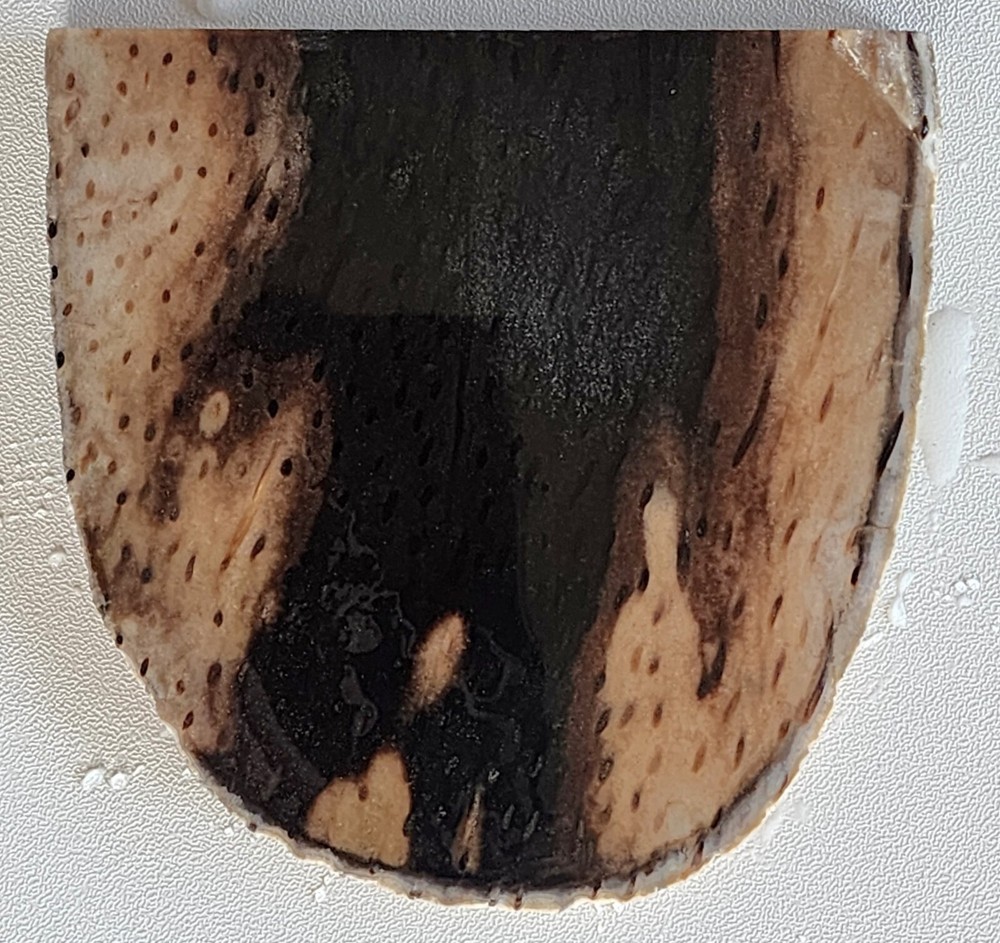 Petrified Palm Wood Lapidary Slab