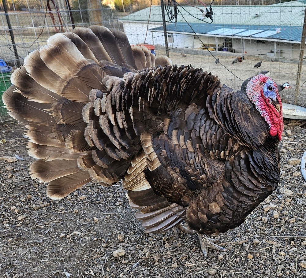 4 Chocolate Turkey hatching eggs