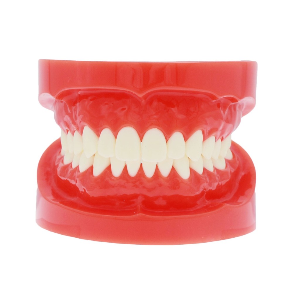 Multi Types Dental Typodont Teeth Model Implant Pathological Perio Practice Demo