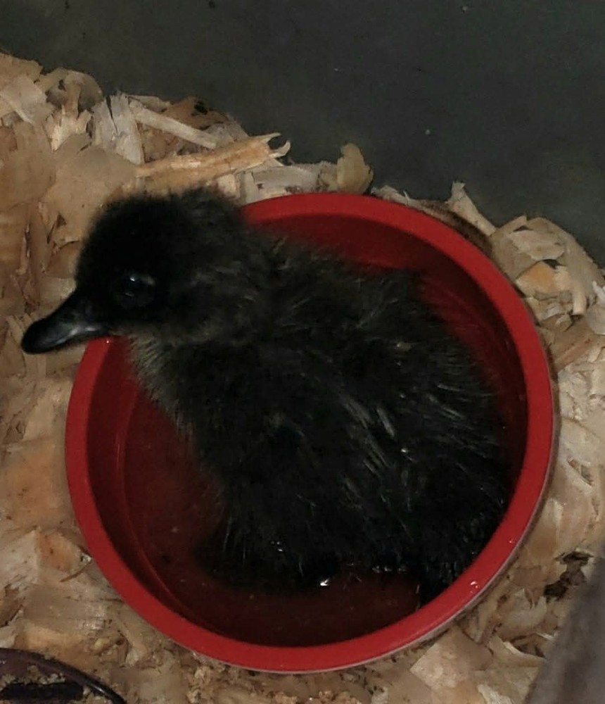 12+ Cayuga Duck Hatching Eggs Pure Breed 😍 Plus Free Gift