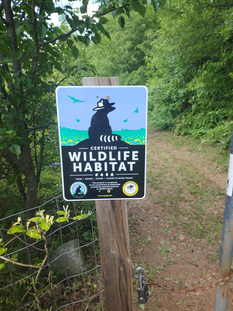 Fertile Golden 300 (Duck) Hatching eggs ( 6 - HALF dozen )