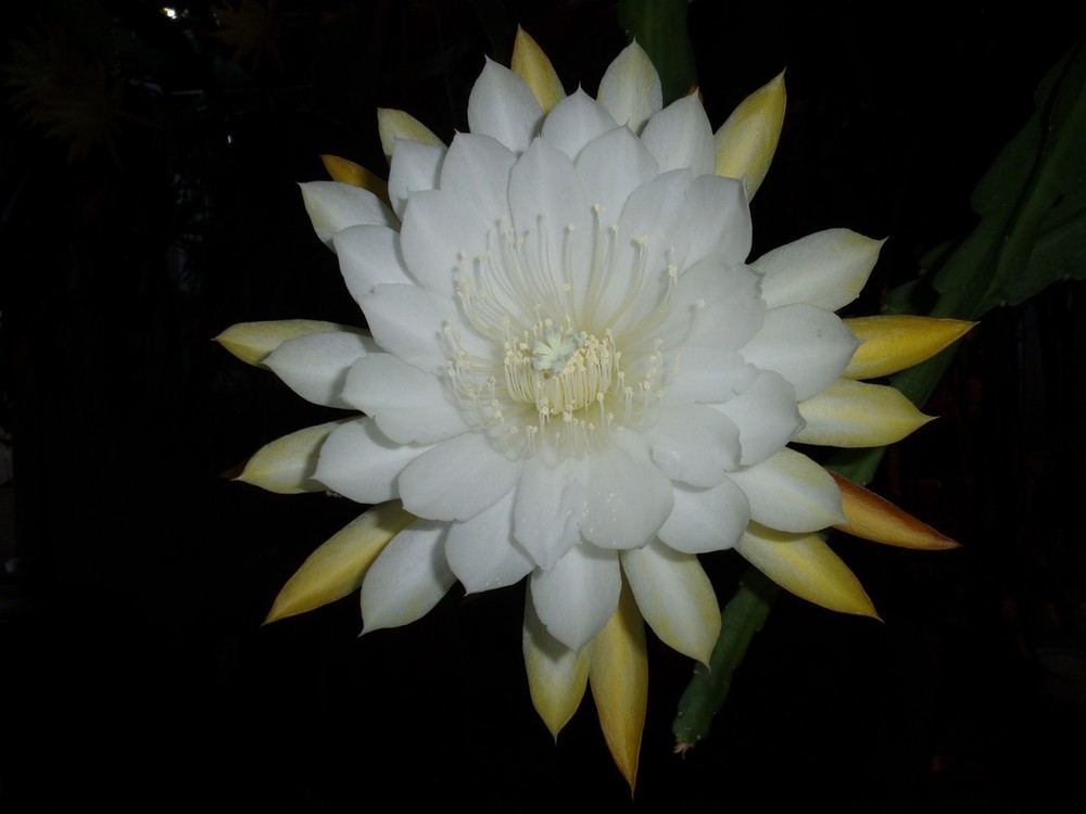 Epiphyllum " NIKKO SAN " Cutting