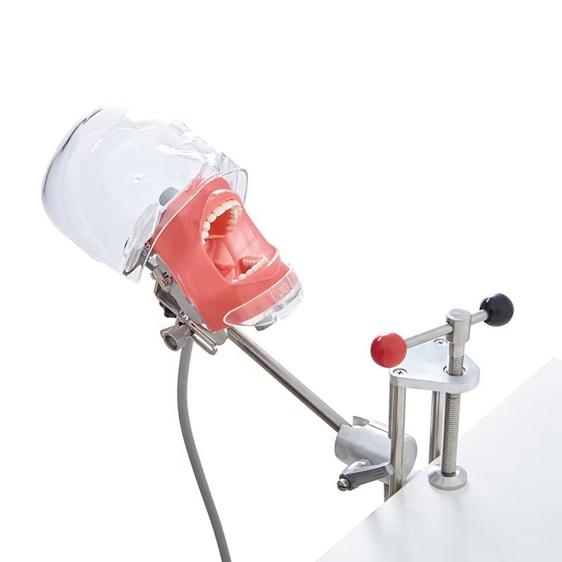 Dental Simulator Mannequin Head Typodont Teeth Model Phantom Dexter Head Teeth