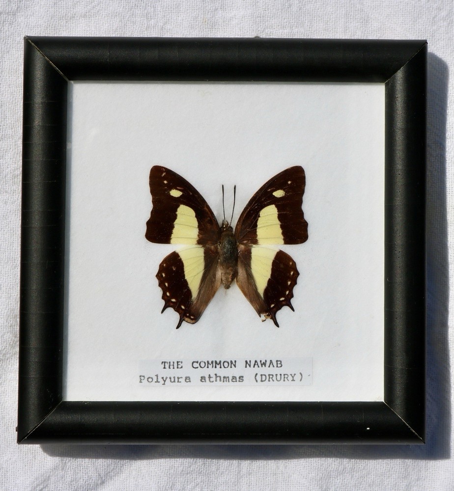 Framed Butterfly Specimens Common Rose Common Nawab Common Tiger 5" Square