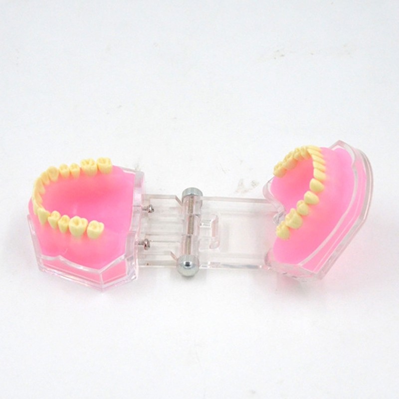 Typodont Teeth Model Typodont Study Model Detachable Teeth Model Teaching Tool
