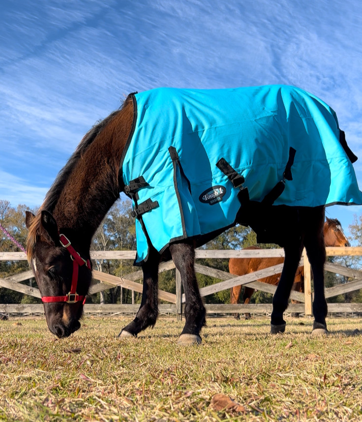 horse blanket