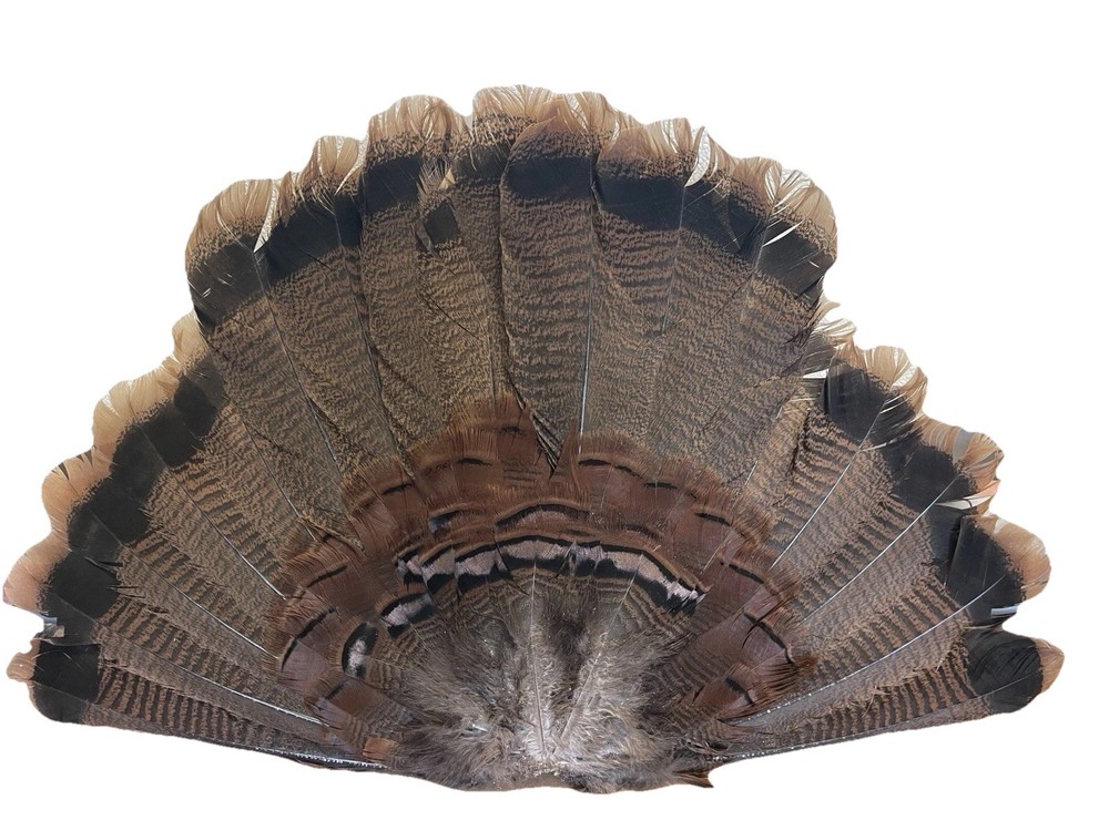 1- Eastern Juvenile Tail Fan