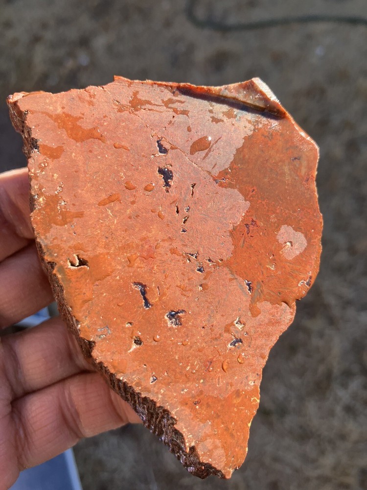 Arizona Petrified Wood