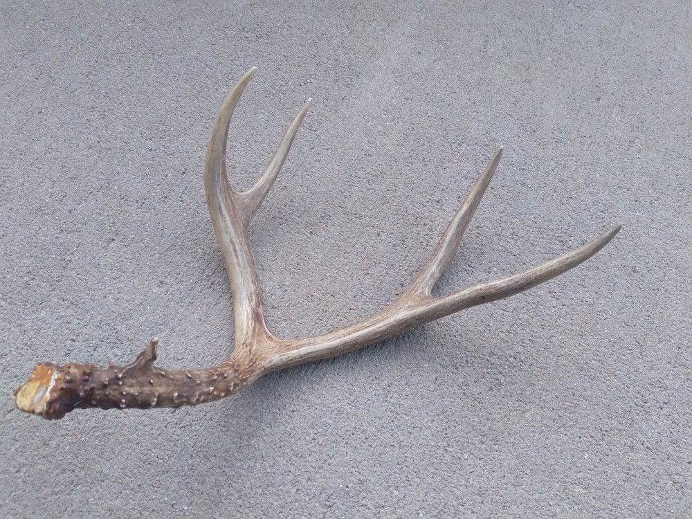 Deer Antler Shed 4 Point