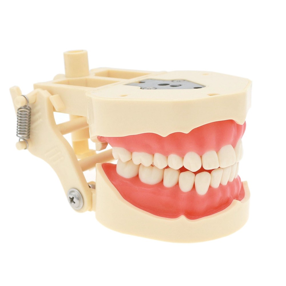 Dental Typodont 28/32PCS Teeth Models for Students Practice Model M80 Series