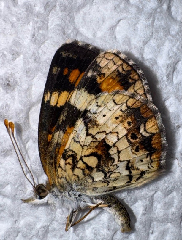 JSRNS - PHAON CRESCENT BUTTERFLY Phyciodes phaon 5