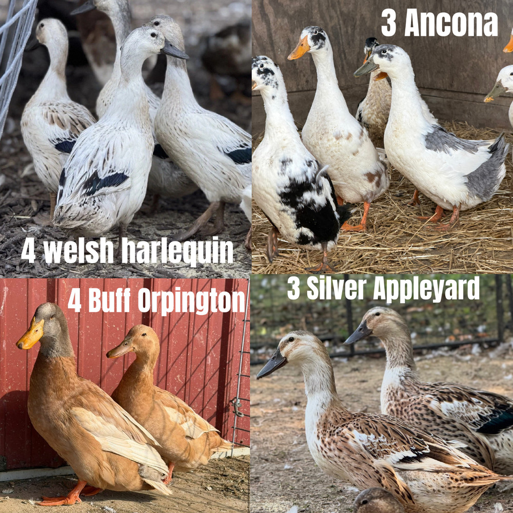 14 Purebred Duck Hatching Eggs. 4 Different Breeds