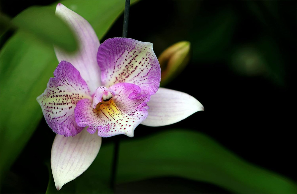 Orchid Potting Soil Mix (3 Cups / 1 Quart)