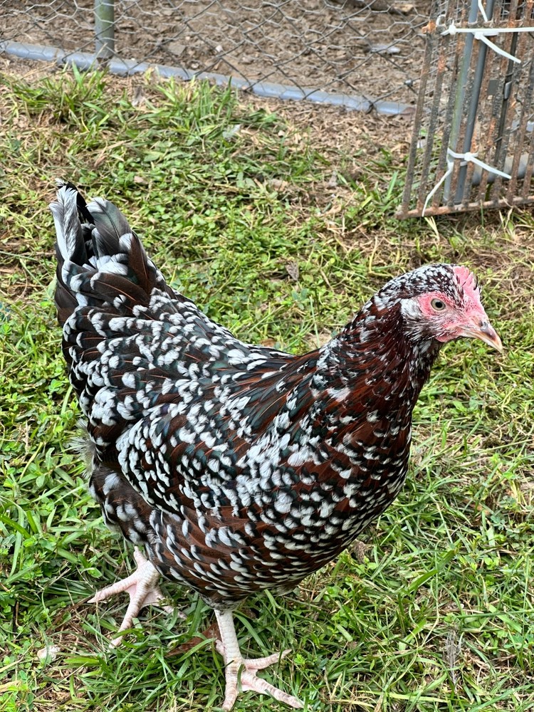 Frizzle BYM Hatching Eggs x12++