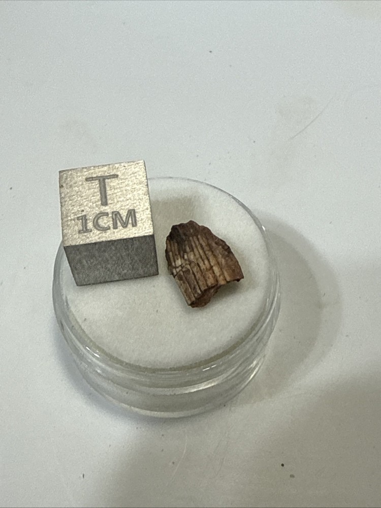 Fossil Hyneria Fish Tooth Devonian Era Rare Fossil
