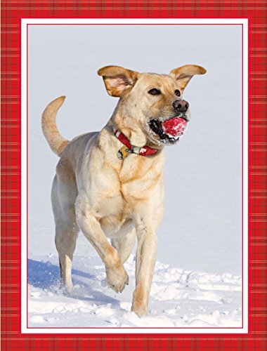 Got Ball? - Yellow Lab Christmas Cards