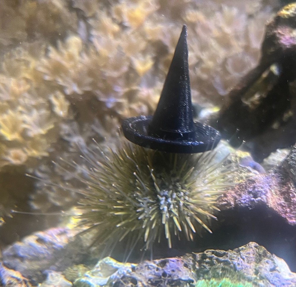 Sea Urchin Witch Hat- Get ready for Halloween! 