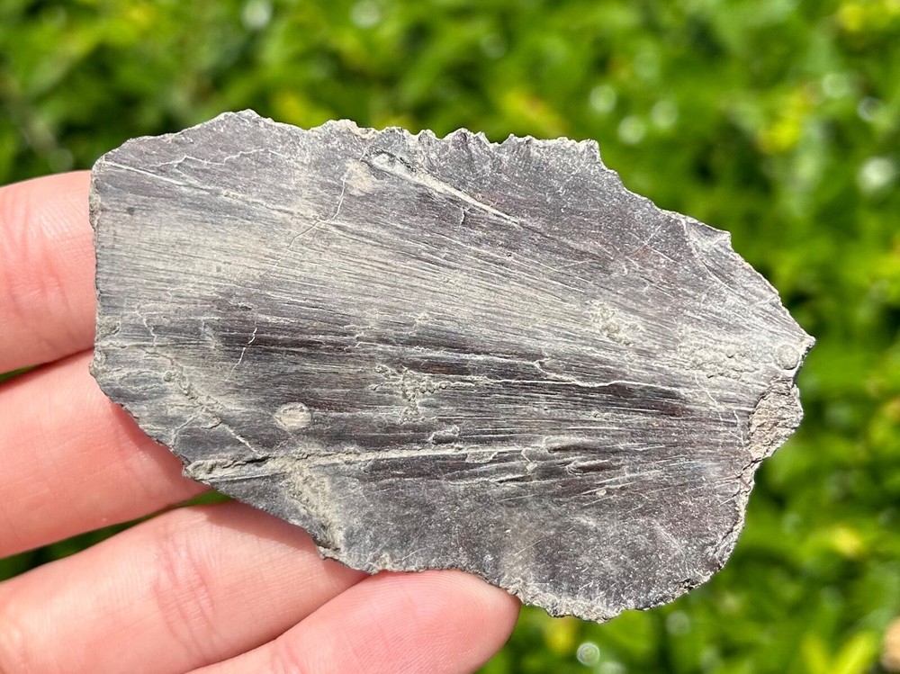 NICE Protostega Fossil Cretaceous Turtle Shell Dinosaur Bones Ozan Formation