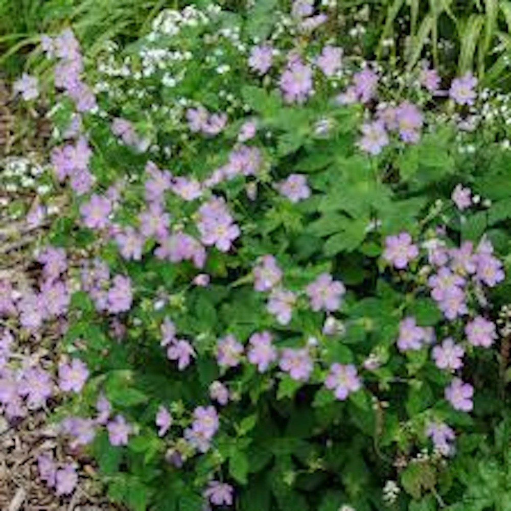 10 Wild Geranium Cranesbill Bare Roots Wildflower