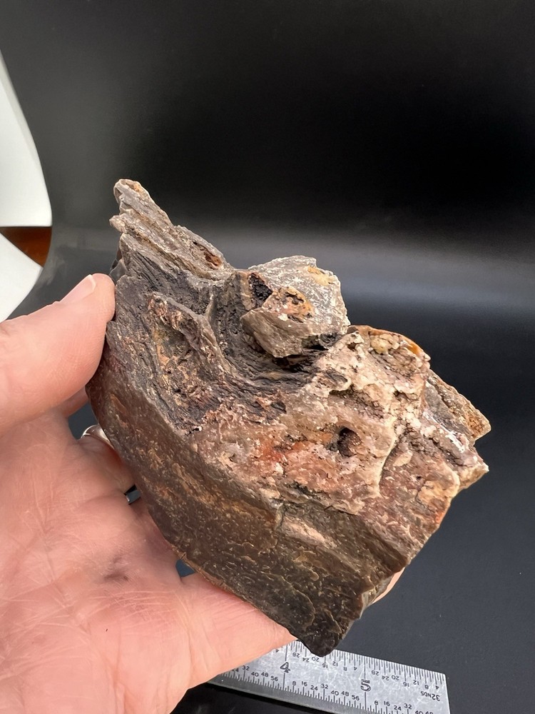 Ball Ranch Petrified Wood D3