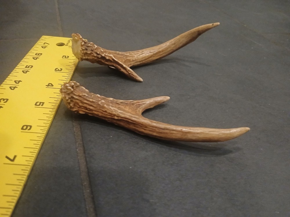 Whitetail Deer Antlers