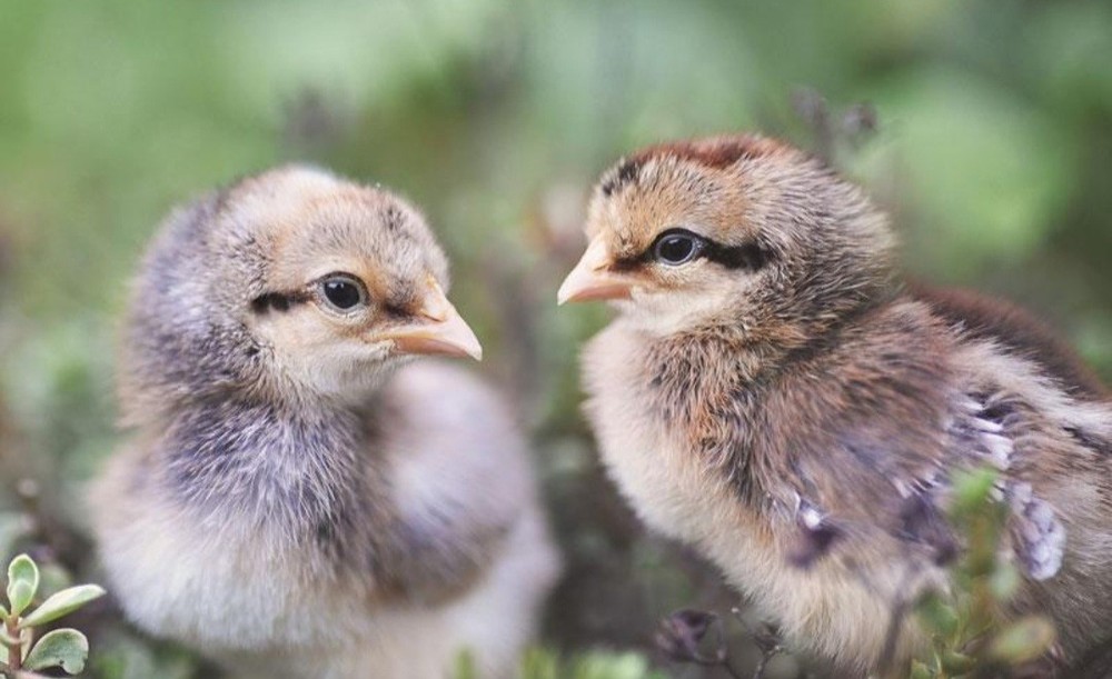 Cream Leg Bar hatching eggs
