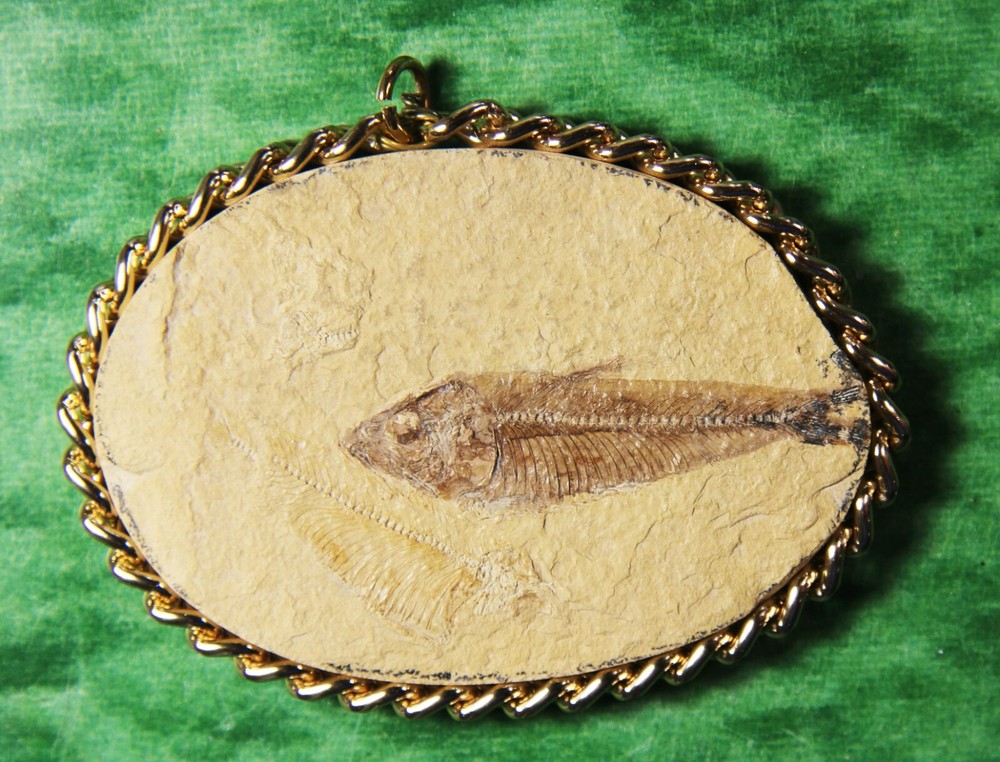 Knightia sp.- Pendant- Kemmerer, WY