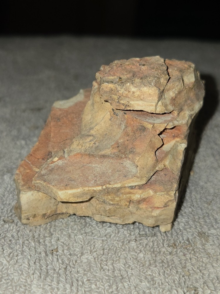 Unique & Naturally Shaped Petrified Wood Display Piece!