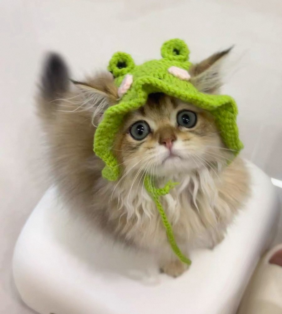 Cute Knitted Frog hat for cats