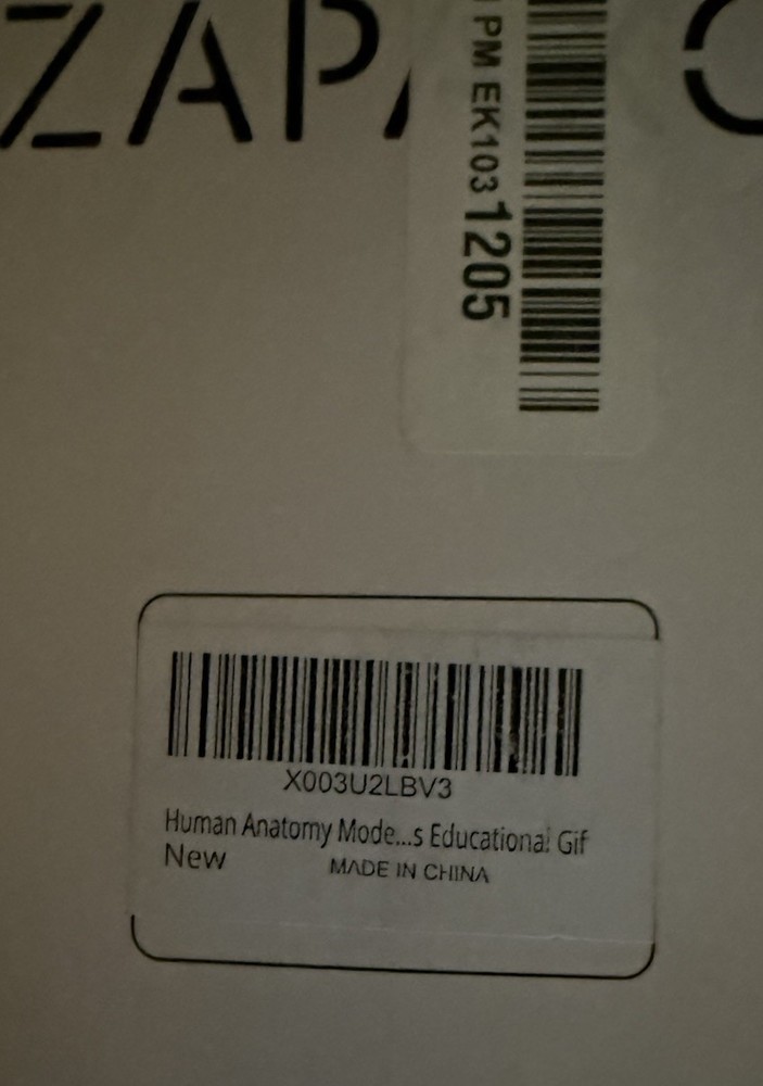 Human Anatomy Science Education Model Set