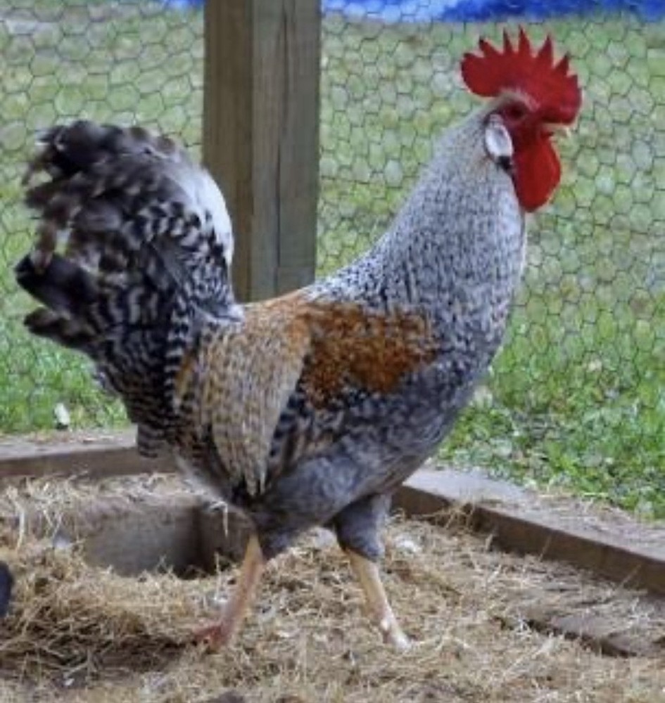 Cream Crested Legbar Chicken Eggs