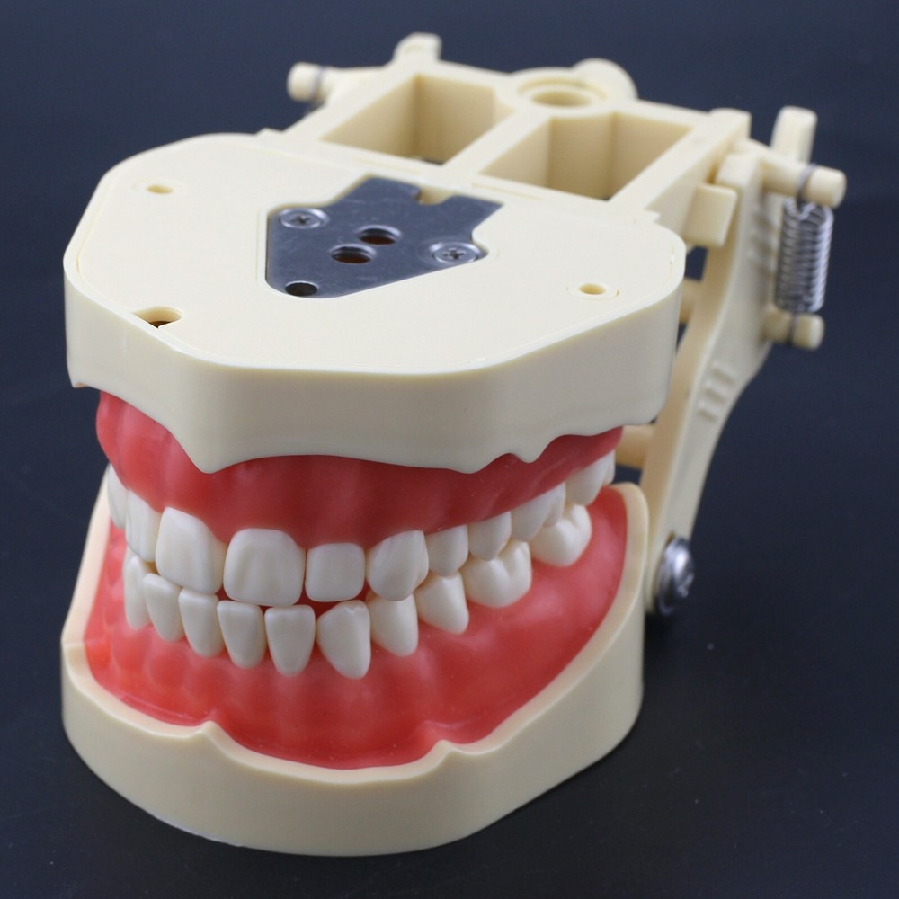 Frasaco Style Dental Typodont Model 28 Teeth Soft Gingiva Standard Working Model