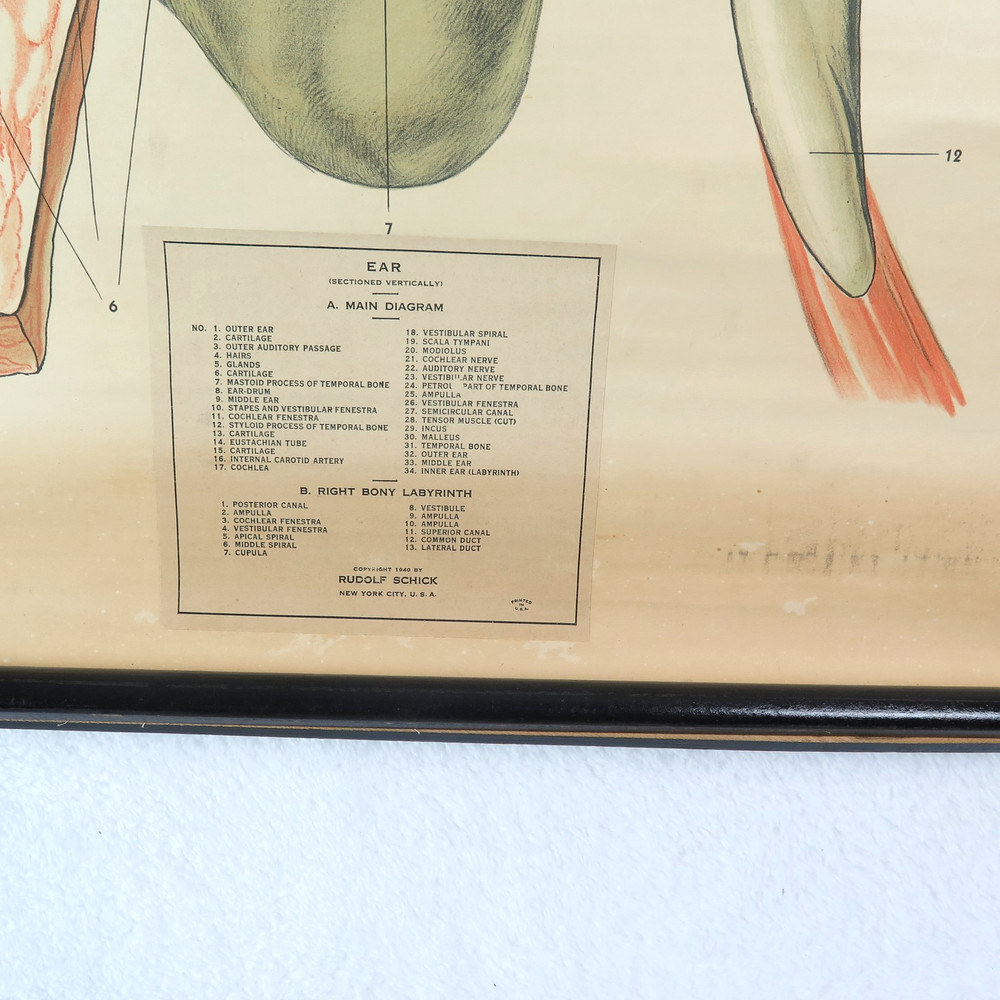 Vintage Ear Chart Pull Down Academia School Science Graphic Schick Co USA