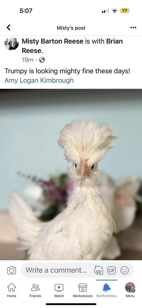 6 Polish Chicken Hatching Eggs (NPIP Certified)