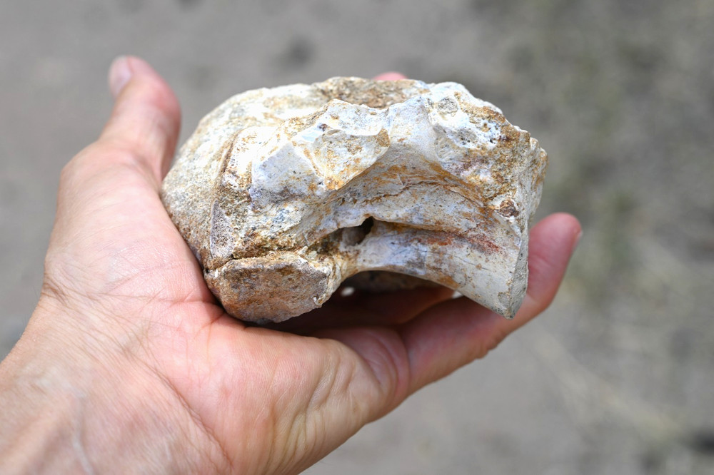 Spinosaurus Neck Vertebra