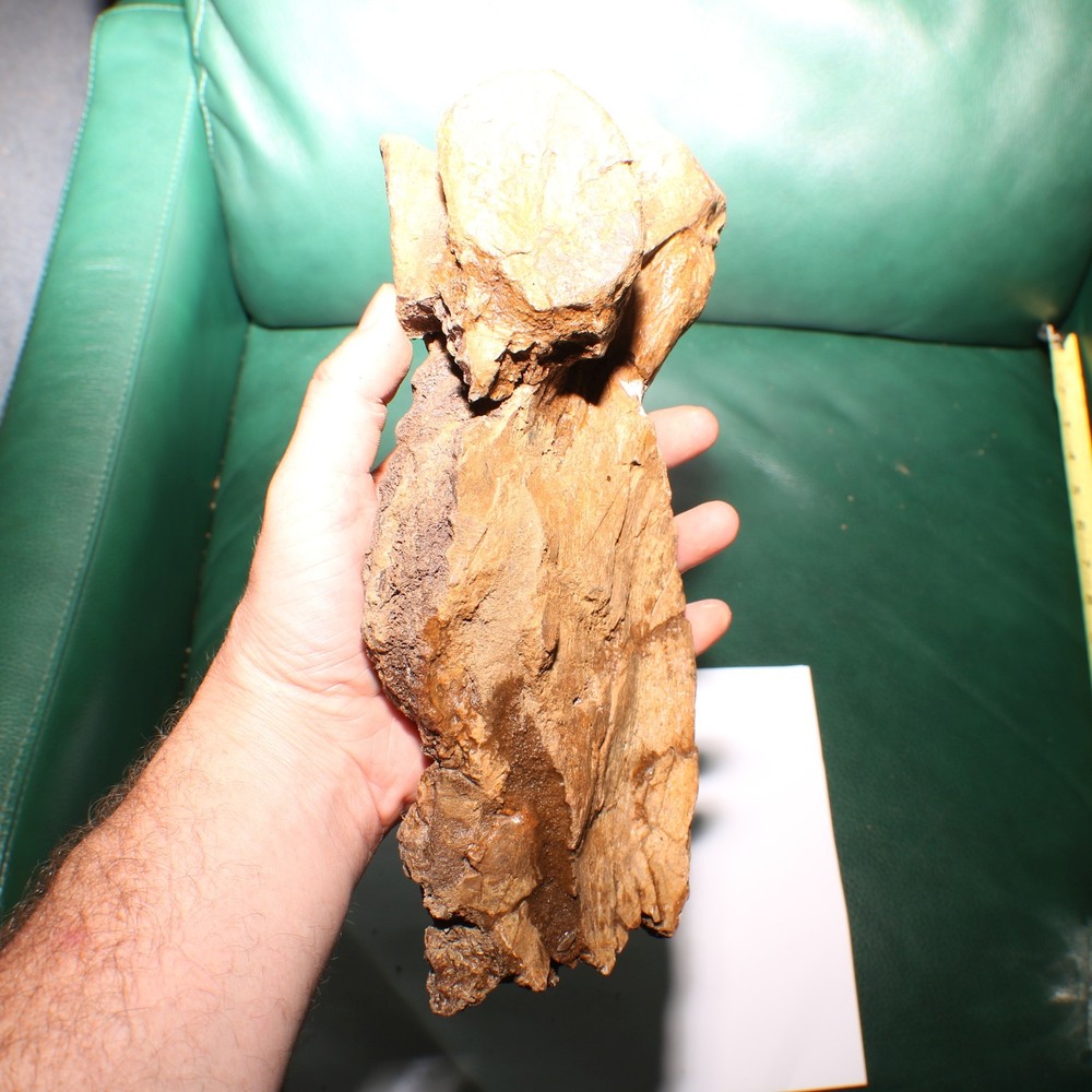 Triceratops Syncervical Vertebra Process Section Hell Creek Formation Cretaceous
