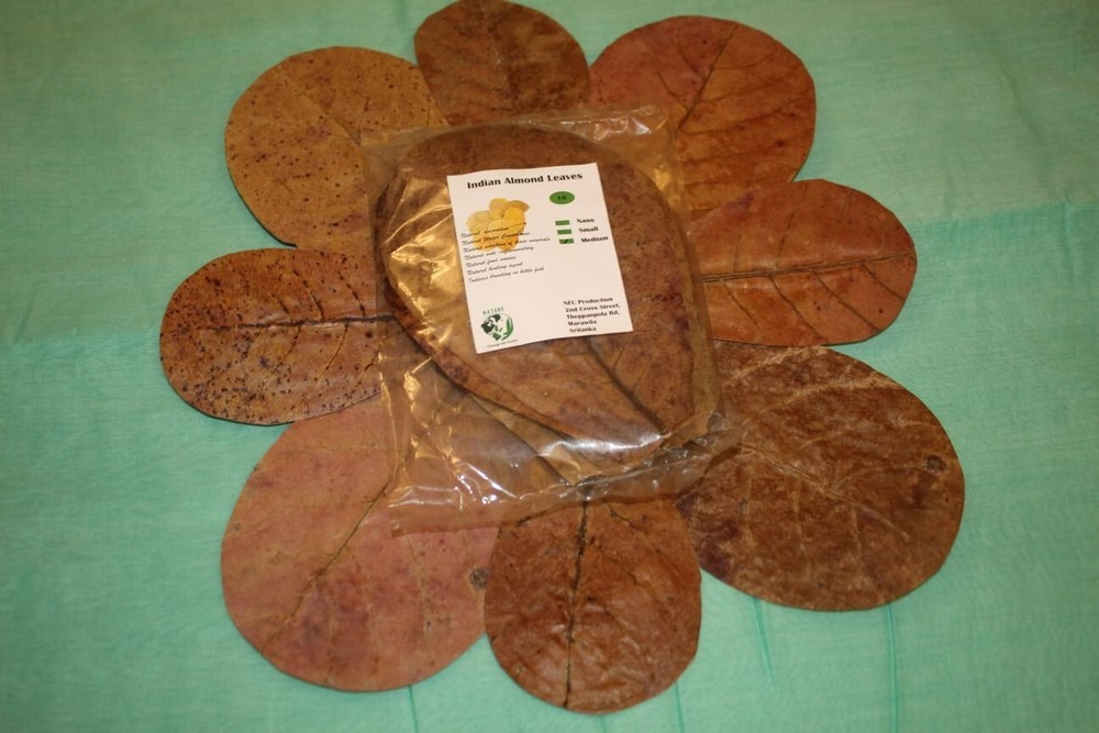 catappa indian almond leaves