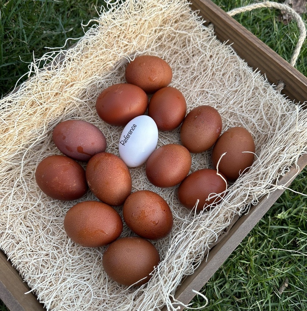 10++ NPIP Black Copper Maran Hatching Eggs - Read Description
