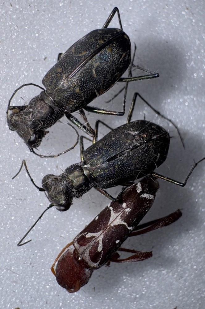 2 TIGER BEETLES PLUS A CERAMBYCID BEETLE BY 9/25 - 2
