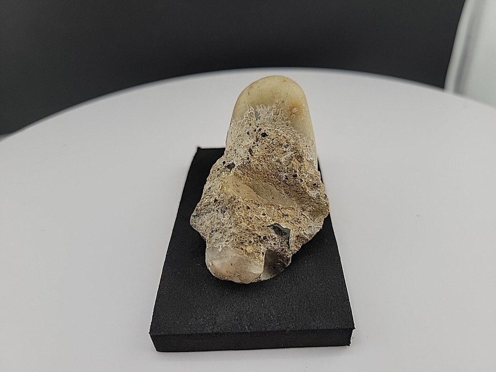 Claw Fossil Super Rare Compression Fossil