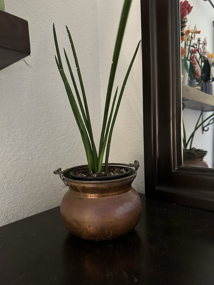 Antique Copper Handled Pot Planter