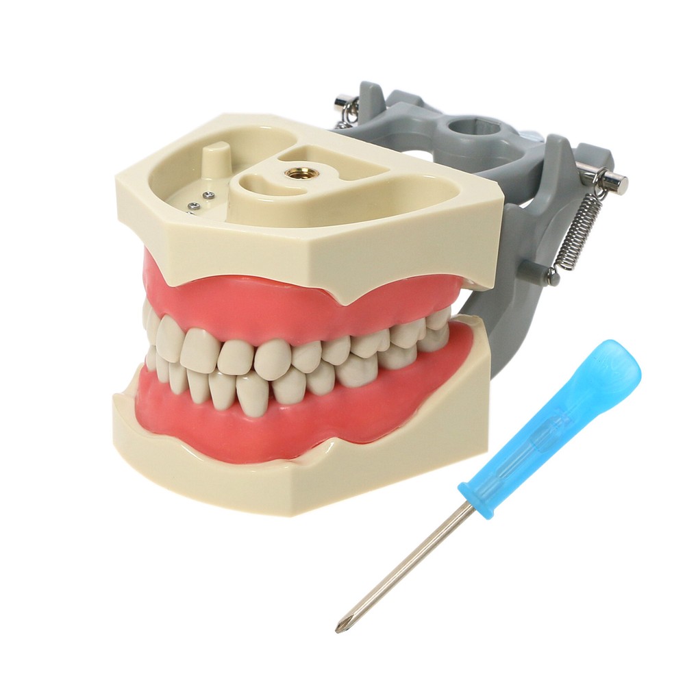 Dental Columbia 860 Teeth Typodont Removeable 32Pcs Teeth Exam Restorative Model