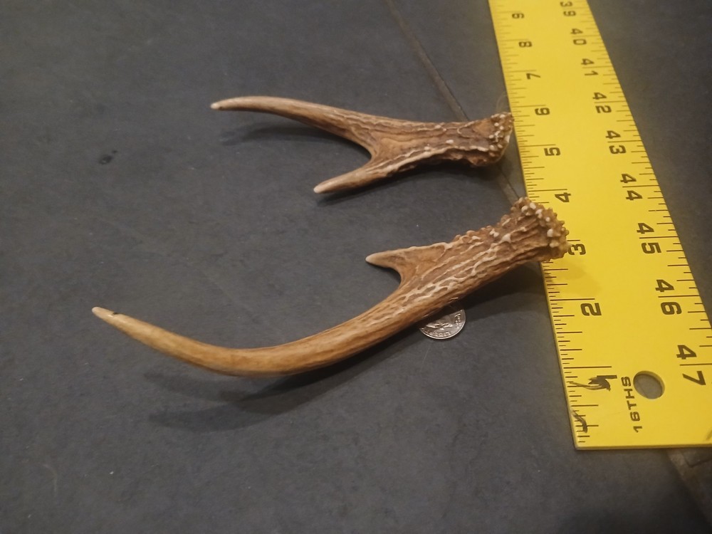 Whitetail Deer Antlers